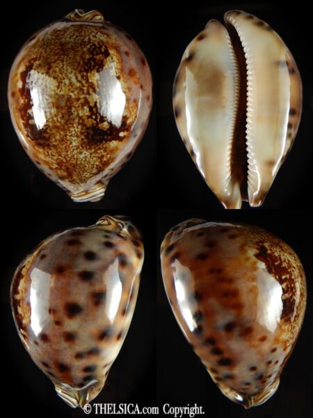 Leporicypraea valentia ... TOP COLOUR ... 85.58 mm Gem-0