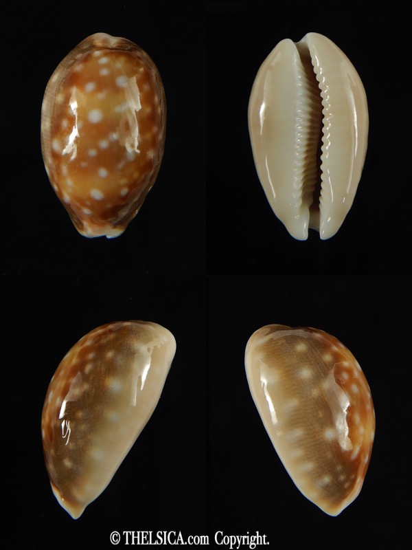 Lyncina vitellus orcina .. SUPER DWARF ... 30.91 mm Gem-0