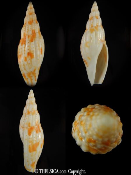 Lyria (Indolyria) leslieboschae 100.44 mm F++-0