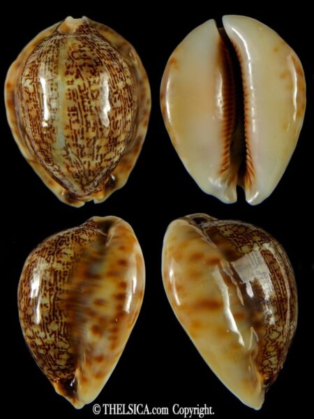 Mauritia asiatica gibba. 54,03 mm Gem-0