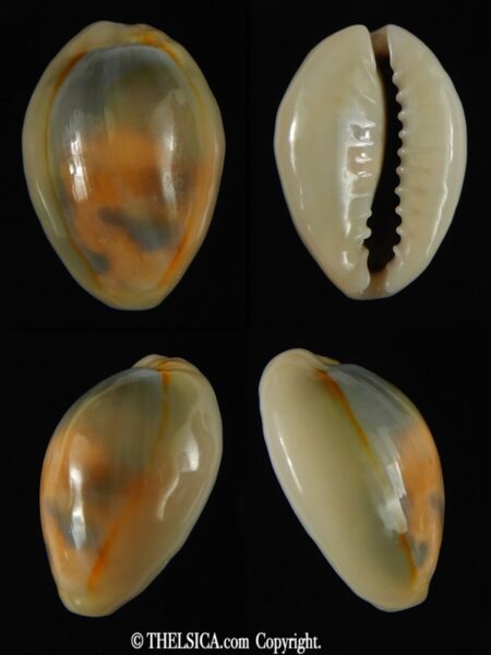 Monetaria annulus .. rufinistic ... 21.95 mm Gem-0