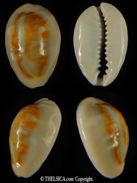 Monetaria annulus .. SP colour ... 26.33 mm Gem-0