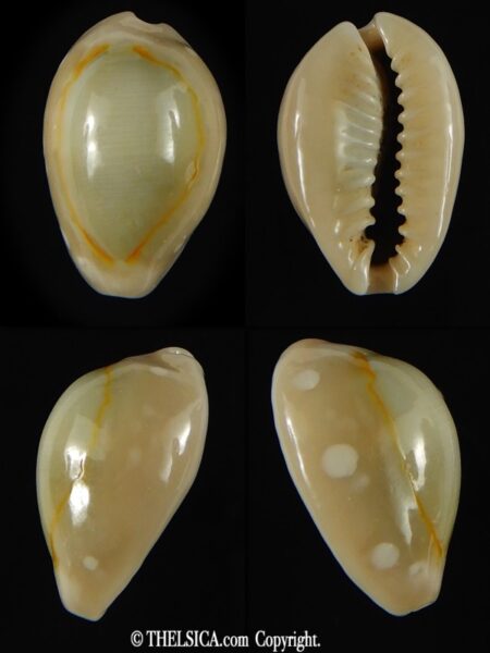 Monetaria annulus alboguttata 18.42 mm Gem-0
