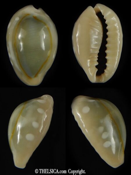 Monetaria annulus alboguttata 20.67 mm Gem -0
