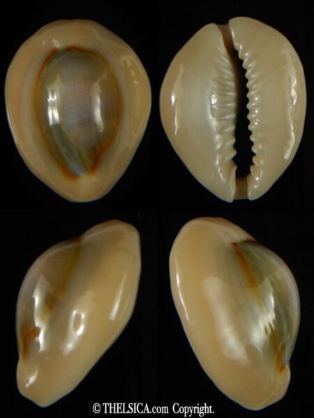 Monetaria annulus circumpicta ... WRS... 31.67 X 26.30 mm Gem-0