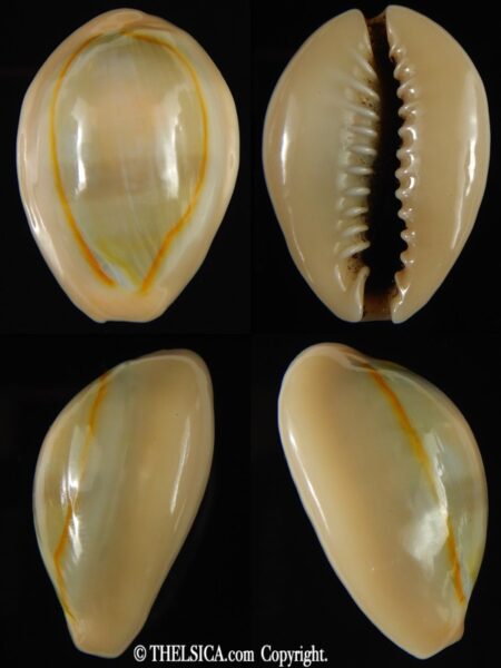 Monetaria annulus circumpicta ... WRS... 31.77 mm Gem-0