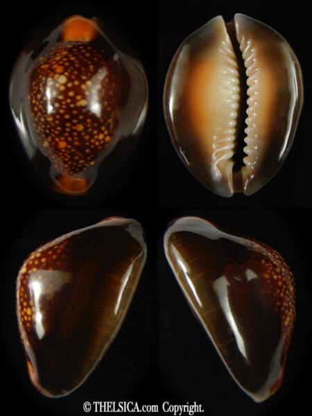 Monetaria caputserpentis .. RUSTY ... 32.86 mm Gem -0