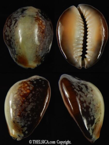 Monetaria caputserpentis .. SP green colour ... 30.99 mm Gem -0