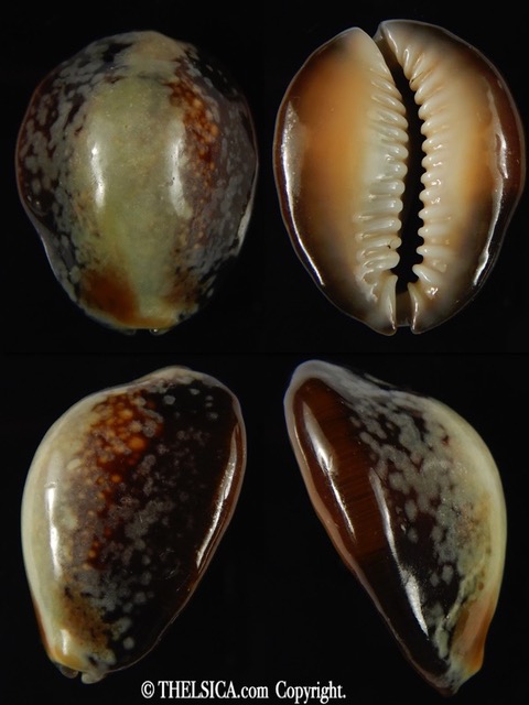 Monetaria caputserpentis .. SP green colour ... 30.99 mm Gem -0