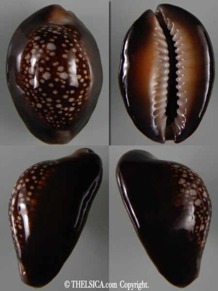 Monetaria caputserpentis 37.41 mm Gem-0