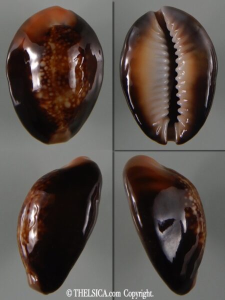 Monetaria caputserpentis aruni 27.41 mm Gem-0