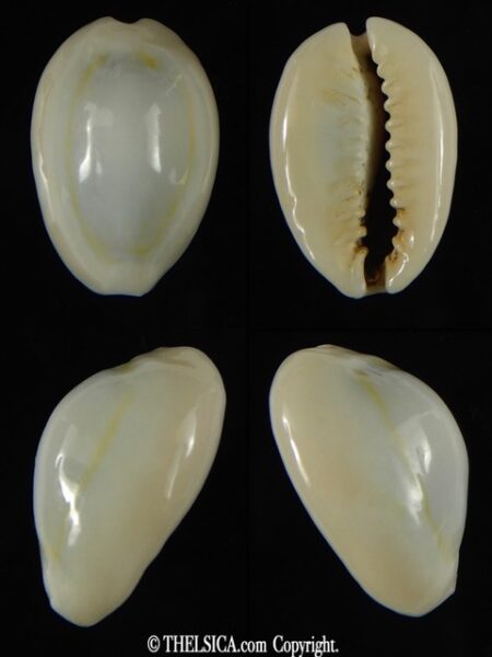 Monetaria moneta ..TOP WHITE COLOUR ... 21.97 mm Gem-0