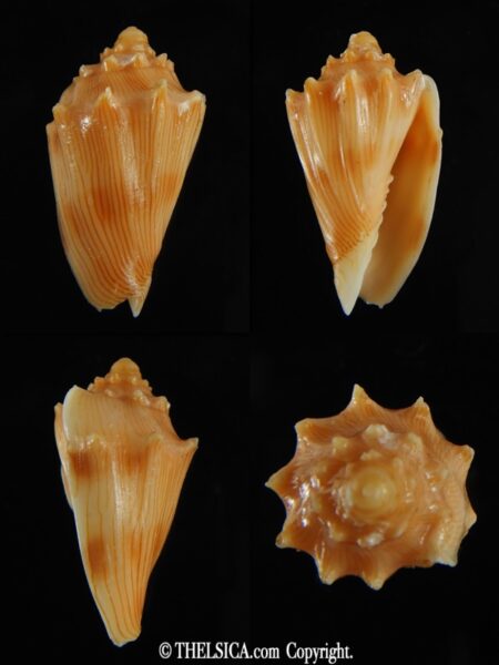 nannamoria parabola 30.96 mm F+++/Gem-0