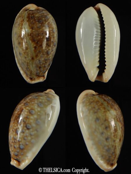 Naria boivinii boivinii ... Giant ... 32.40 mm Gem-0