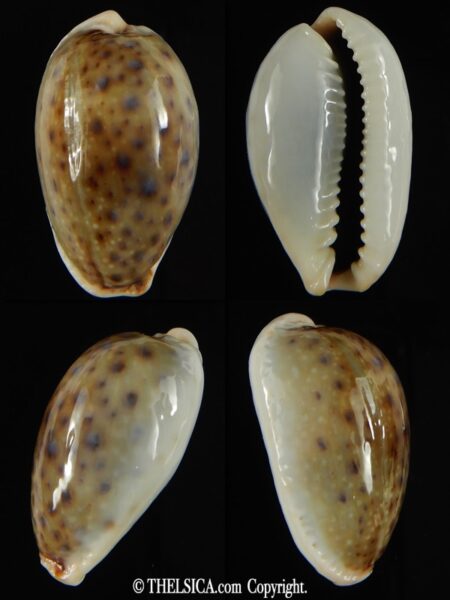 Naria boivinii boivinii ... Giant ... 33.41 mm Gem-0