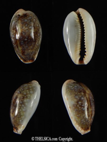 Naria boivini ...SP colour ... 24.41 mm Gem -0