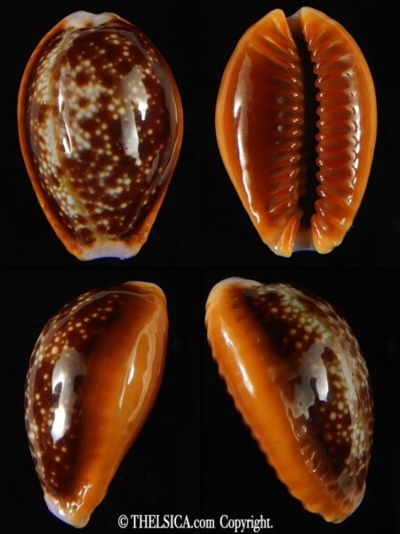 Naria helvola .. Big size ... 27.03 mm Gem -0