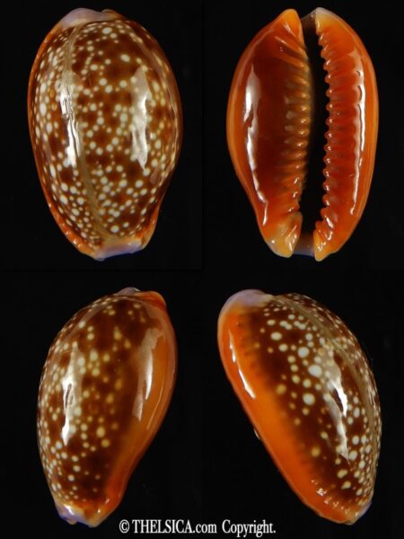 Naria helvola .. Big size ... 27.15 mm Gem -0