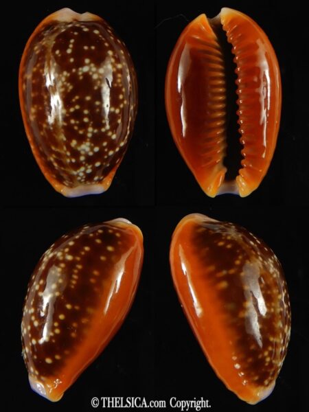 Naria helvola .. Big size ... 27.43 mm Gem -0