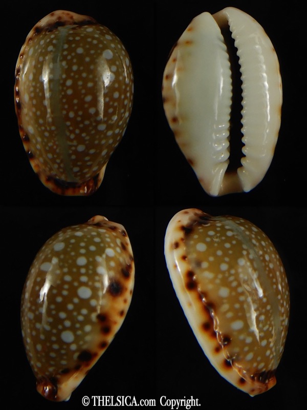 Naria labrolineata nashi .. very fat ... 21.75 mm Gem-0