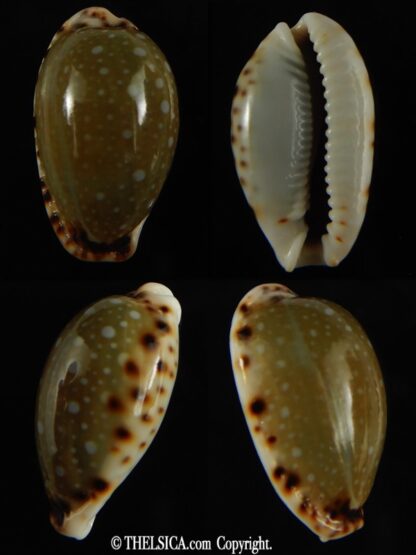 Naria labrolineata nashi .. very fat ... 25.53 mm Gem-0