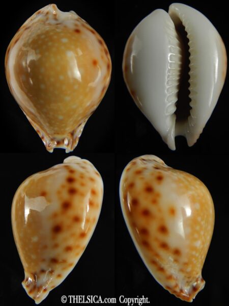 Naria lamarkii redimita .. GIANT ... 36.20 mm Gem-0