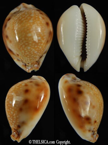 Naria lamarkii redimita .. GIANT ... 34.80 mm Gem-0