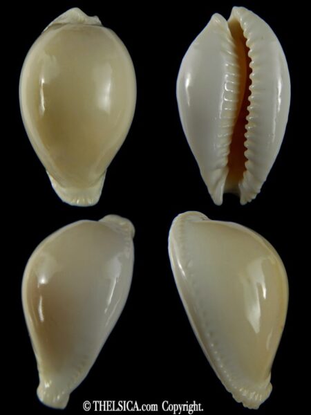Naria eburnea mara 49.53 mm Gem-0