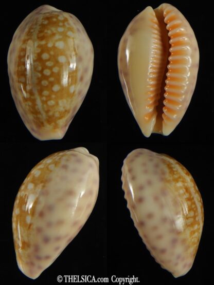 Ovatipsa chinensis sydneyensis 32.24 mm Gem-0
