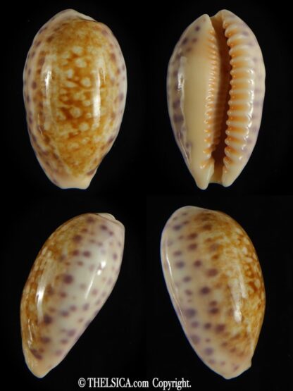Ovatipsa chinensis sydneyensis 34.61 mm Gem-0