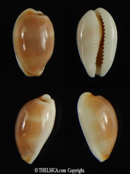 Cypraea artuffeli 11.70 mm Gem-0