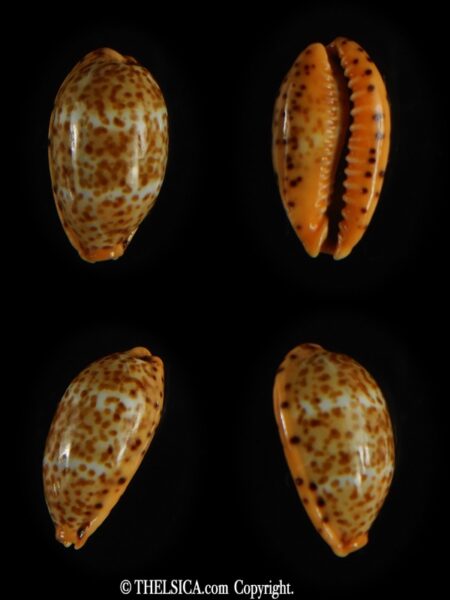 Palmadusta humphreyii... Very Big size ... 18.63 mm Gem-0