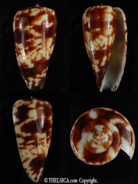 Phasmoconus pica .. GIANT ... 52.84 mm Gem-0