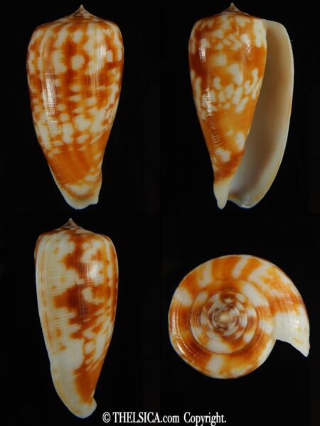 Phasmoconus spectrum filamentosus ... GIANT ... 52 mm Gem -0