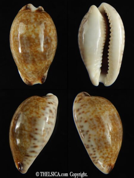 Pseudozonaria nigropunctata ... 27.39 mm Gem -0