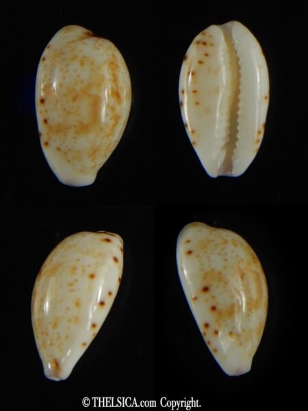 Purpuradusta hammondae hammondae 14.47 mm Gem-0