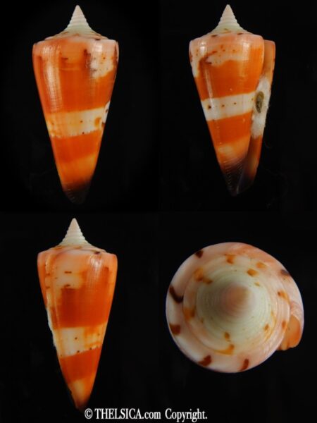 Strategoconus krabiensis 43.72 mm Gem -0