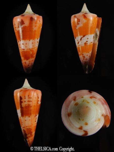 Strategoconus krabiensis 44.42 mm Gem-0
