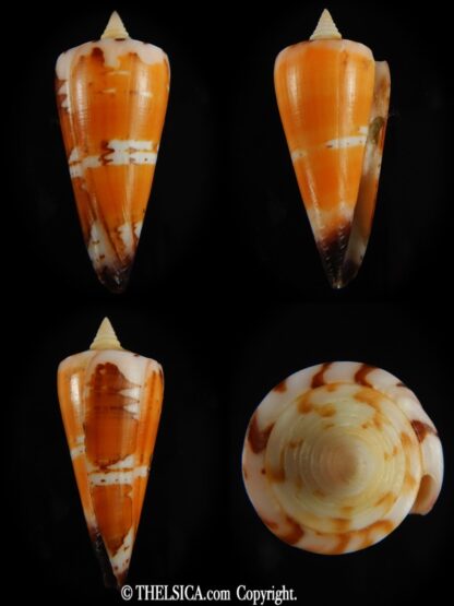 Strategoconus krabiensis 46.13 mm Gem-0