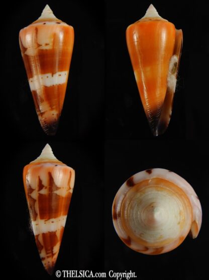 Strategoconus krabiensis 46.61 mm Gem-0