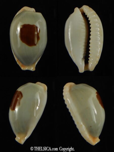 Talostolida brevidentata fluctuans 24.15 mm Gem -0