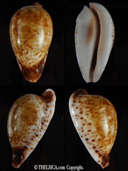 Umbilia hesitata hesitata ..TOP Colour ... 102.05 mm Gem-0