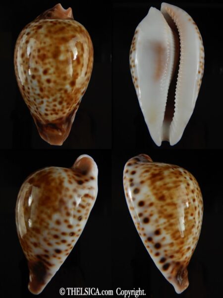 Umbilia hesitata hesitata ..TOP Colour ... 91.31 mm Gem-0