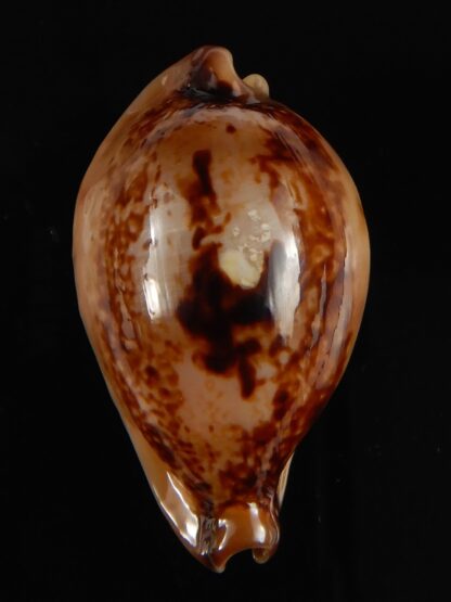 Austrasiatica hirasei philippina ... ROSTRATE.. 45,25 mm F+++:Gem -63905