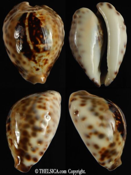 Afrozoila teulerei 46.17 mm Gem-0