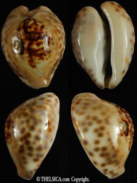 Afrozoila teulerei 47.76 mm Gem-0