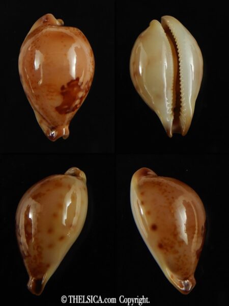 Austrasiatica hirasei philippina ... SUPER DWARF.. 30.70 mm Gem-0