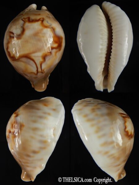 Barycypraea fultoni amorimi massieri 71.30 mm Gem+++ -0