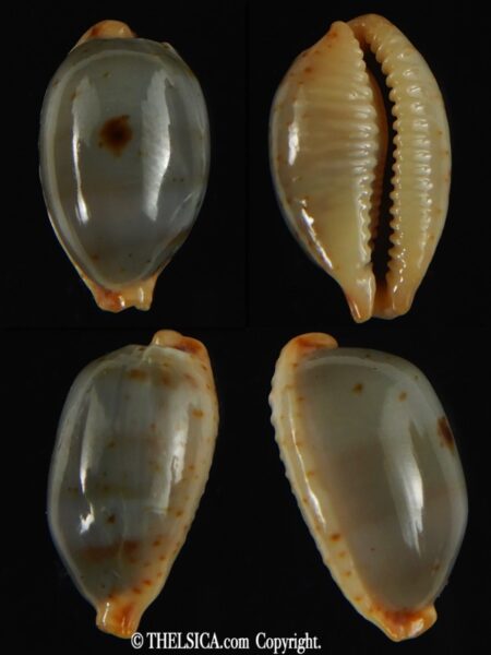 Bistolida stolida aureliae SP..no pattern ... 20.97 mm Gem-0