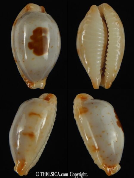 Bistolida stolida aureliae .. BLUE ... 23.76 mm Gem-0
